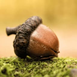 Cover art for Acorn to Oak Tree